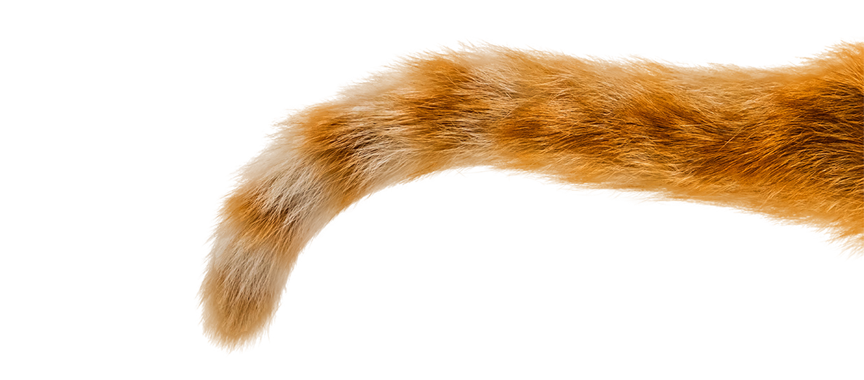 isolated-cat-tail-white-hero-sec3-m